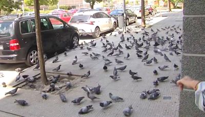 Miles de palomas invaden desde hace 8 años un vecindario en Lugo por una vecina que les da de comer