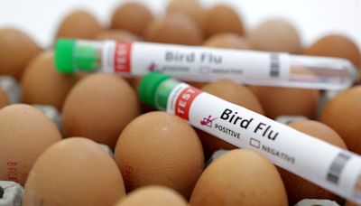 Can humans catch the bird flu? A look at the latest from the CDC