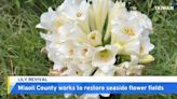 Taiwan's Miaoli County Works To Restore Seaside Flower Fields - TaiwanPlus News