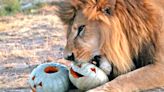 Lions and Tigers Saved from Circus Prepare for Halloween By Feasting on Catnip-Filled Pumpkins