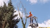 A Complete Guide to Tree Trimming Costs: What You Need to Know