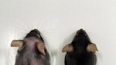 Anti-ageing drug helps mice live longer, raising hopes for humans