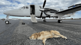 When dogs fly: How a Livingston resident helped re-home West Bank rescue dogs