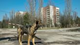 Dogs in Chernobyl are evolving faster, new study claims