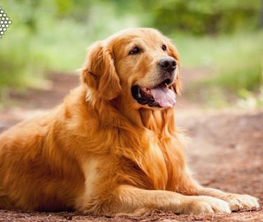 犬驗尿測癌！美最新研究 共享私人狗公園夯