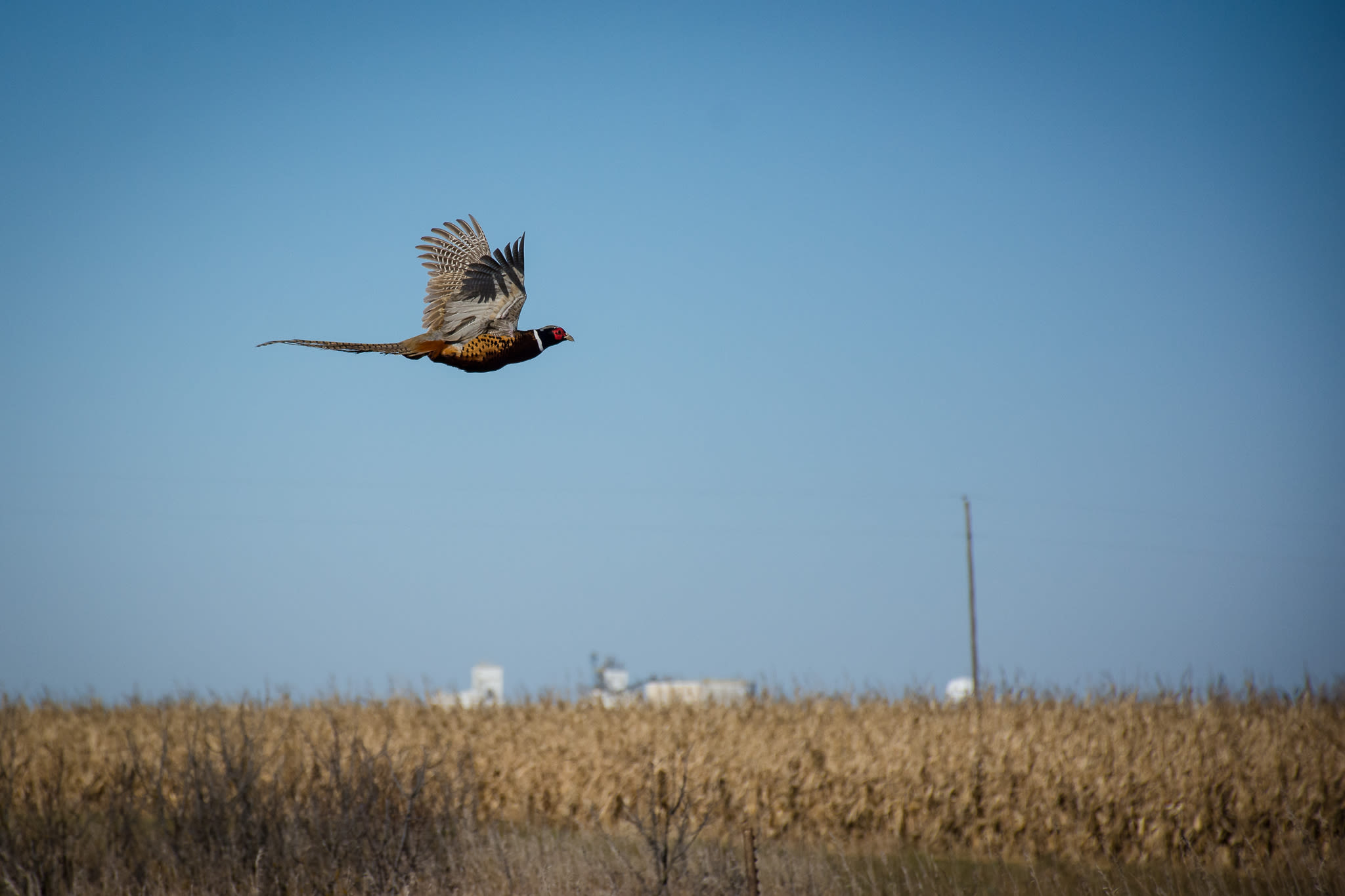 Funding differences led Pheasants Forever to suspend Red River Valley chapter, conservation group says