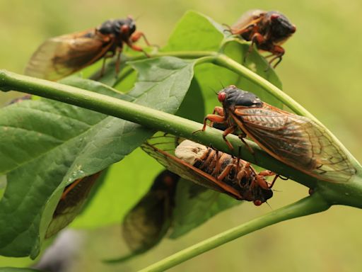 Von der Plage zur Delikatesse? Zikaden mausern sich in den USA zum Food-Trend
