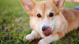 Common behaviour in dogs could be sign something is seriously wrong