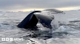 Why scientists are studying whales with a crossbow