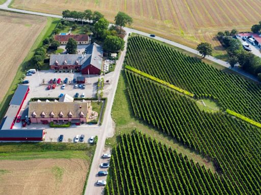 Sweden seeks to be winemaking's next frontier