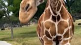 Giraffe drags toddler from inside car at safari park