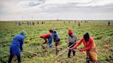 Why Land Reform Matters in South Africa’s Election