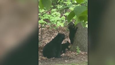 Warning issued after mother bear and 3 cubs spotted in Penn Township