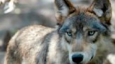US House votes to remove wolves from endangered list in 48 states
