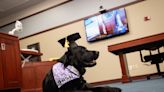 Meet Basil, Ingham County's new support dog for crime victims