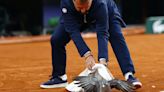 Umpire swoops to rescue injured pigeon at French Open