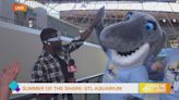 Summer of the Sharks opens in St. Louis