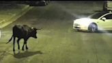 Vaca da un paseo matutino por un vecindario de Sylmar