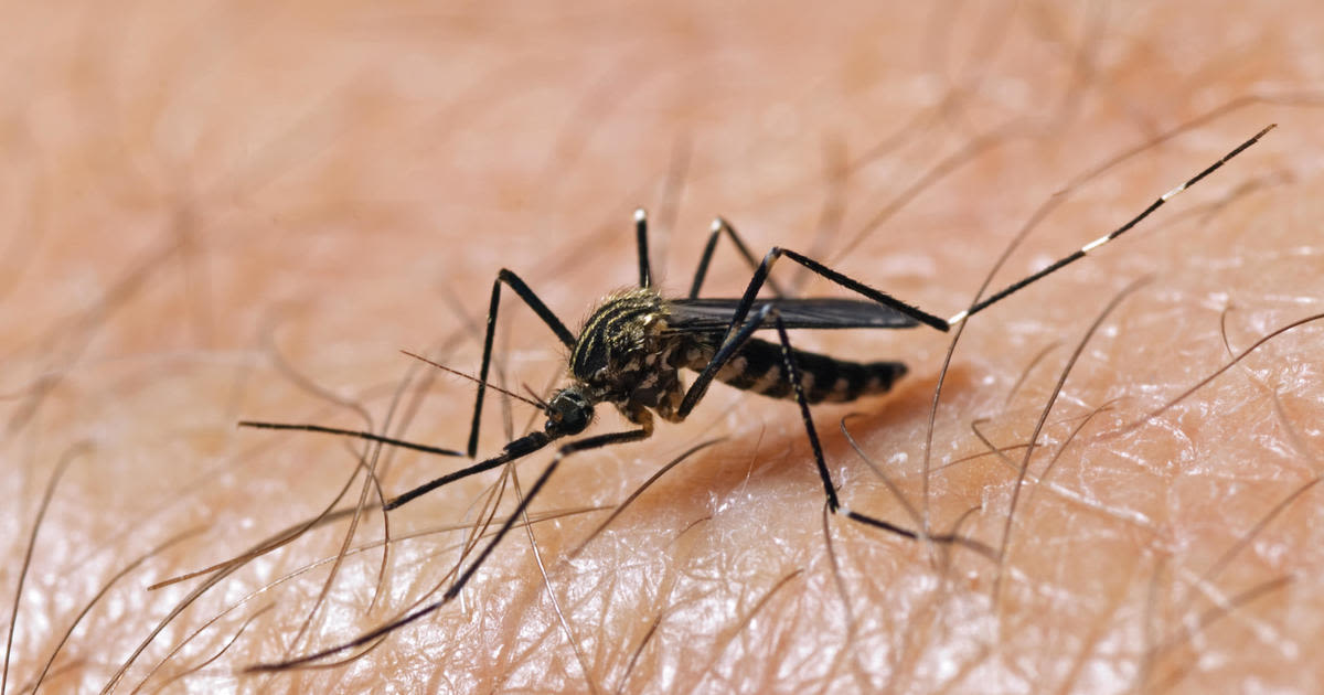 Sacramento officials warn of West Nile, Zika viruses during anticipated surge of summer mosquitoes