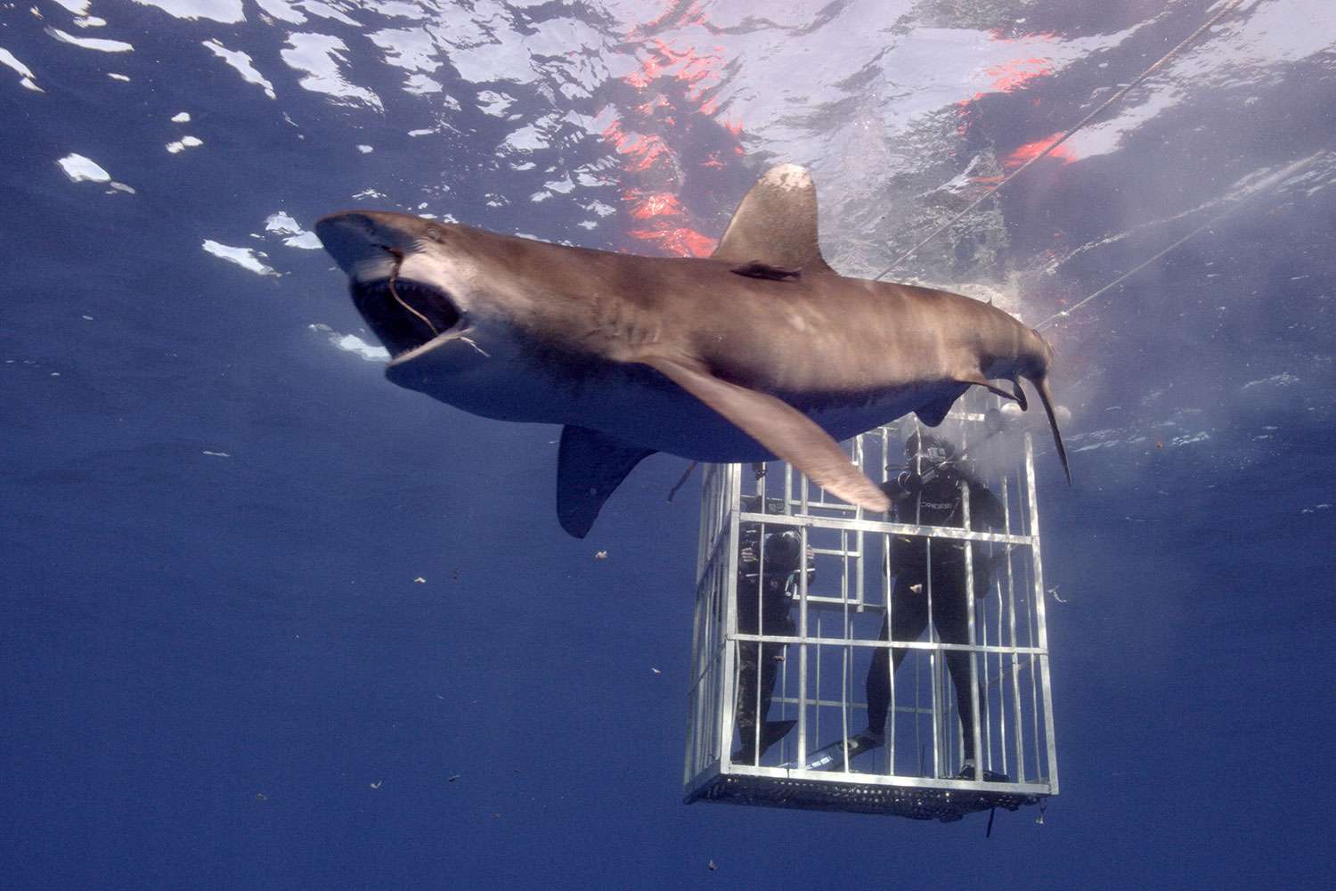 Here's How to Watch Every 'Shocking' Moment of Shark Week 2024