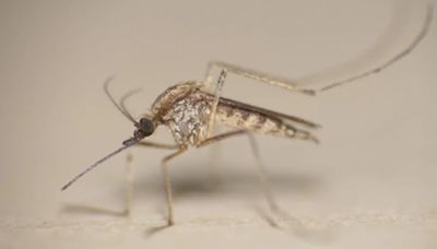 Expertos en mosquitos luchan contra la plaga más molesta del verano