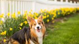 5 Ways to Stop Your Dog From Ruining Your Lawn and Yard