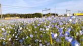 Nemophila 領域和黃色火車 - TechNow 當代科技