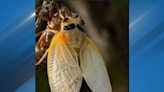 Cicadas emerge in the Heartland after a decade, young trees at risk