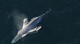 Blue Whales Swallowing 95 Pounds of Plastic Daily, Scientists Estimate