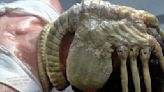 Alien: Romulus Released A Video Of 'Real' Facehuggers And They're Nightmare Fuel