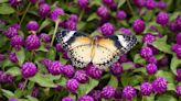 Krohn Conservatory announces new summertime Butterflies in Space event