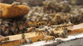 苗栗蜂蜜收成不到以往2成 評鑑比賽也停辦縣府為蜂農發聲 - 生活