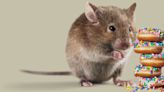 Mice That Eat Less Live Longer – And We May Finally Know Why