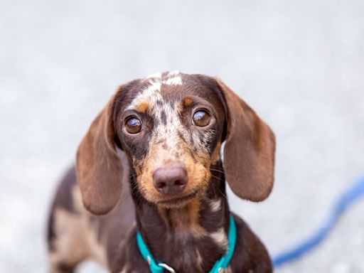 Texas Foster Mom Cleverly Rounds Up Scared Dachshund Found Curled Up in Front of Walgreens