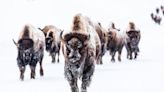 Fact Check: Rumor Has It Bison Know to Walk Through Blizzards to Get Through Bad Weather Faster. Here Are the Facts