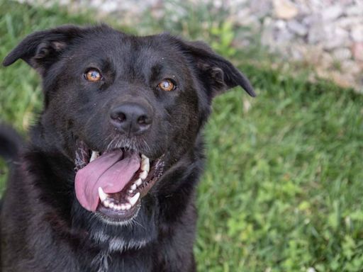 Can a 60-pound dog truly bounce? Visit this Lab at Wayside Waifs to find the answer