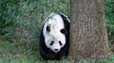 La familia panda del zoo de Washington ya está en China