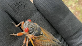 Cicada noise can ‘overwhelm’ people with sensory issues. When will they leave Georgia?