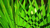 Health Benefits of Saw Palmetto