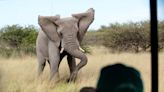 Second U.S. Tourist Killed In Elephant Attack In Zambia | Talk Radio 98.3 WLAC