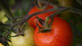 Brexit and bad planning also to blame for UK fruit and veg shortages, Spain says