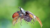 Beetle passive wing assembly inspires flying robot designs