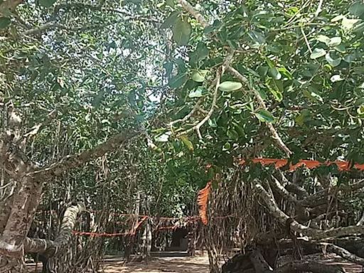 Celebrating A Century-old Banyan Tree In Karnataka: A Hub For Festivals And Devotion - News18