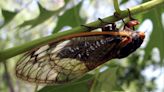 Lake County salutes the return of cicadas with exhibition