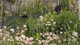 Pink Evening Primrose actually blooms in mornings in south