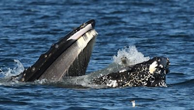 Shocked seal scooped up by huge humpback whale