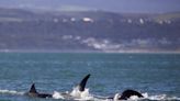Lone killer whale kills and eviscerates great white shark in under 2 minutes in ‘unprecedented’ attack