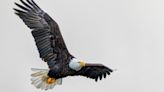 Two men charged in Montana of killing bald, golden eagles