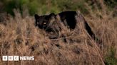 Is there really a big cat roaming the Lake District?