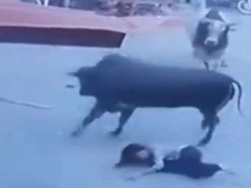 Haryana Viral Video: Stray Bull Aggressively Attacks Woman While She Was Cleaning Outside Her House In Sonipat